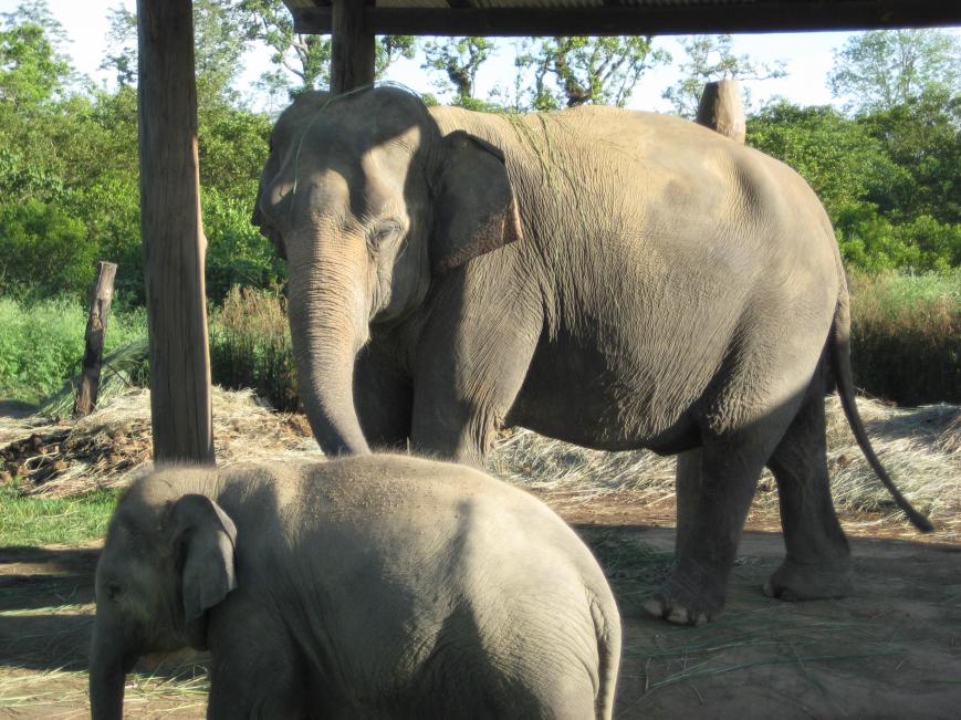 Elephant Breeding Center at Sauraha